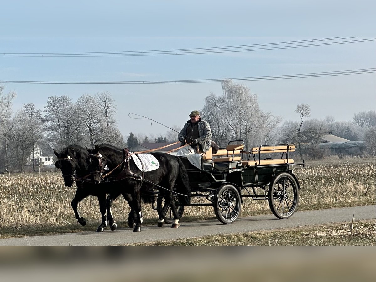 Sangue Caldo Pesante / Meso-brachimorfo Castrone 3 Anni 163 cm Morello in Riedlingen