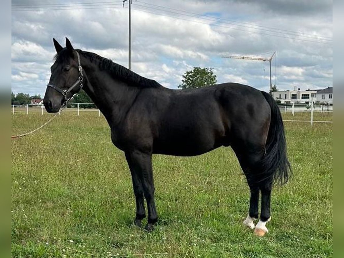 Sangue Caldo Pesante / Meso-brachimorfo Castrone 5 Anni 170 cm Morello in Hambrücken