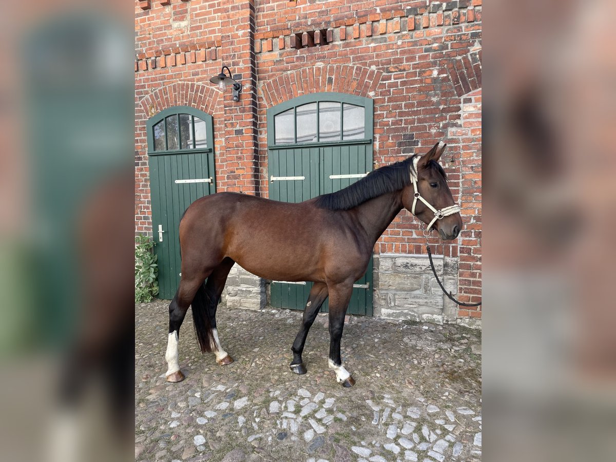 Sangue Caldo Pesante / Meso-brachimorfo Giumenta 3 Anni 165 cm Baio in Leuna