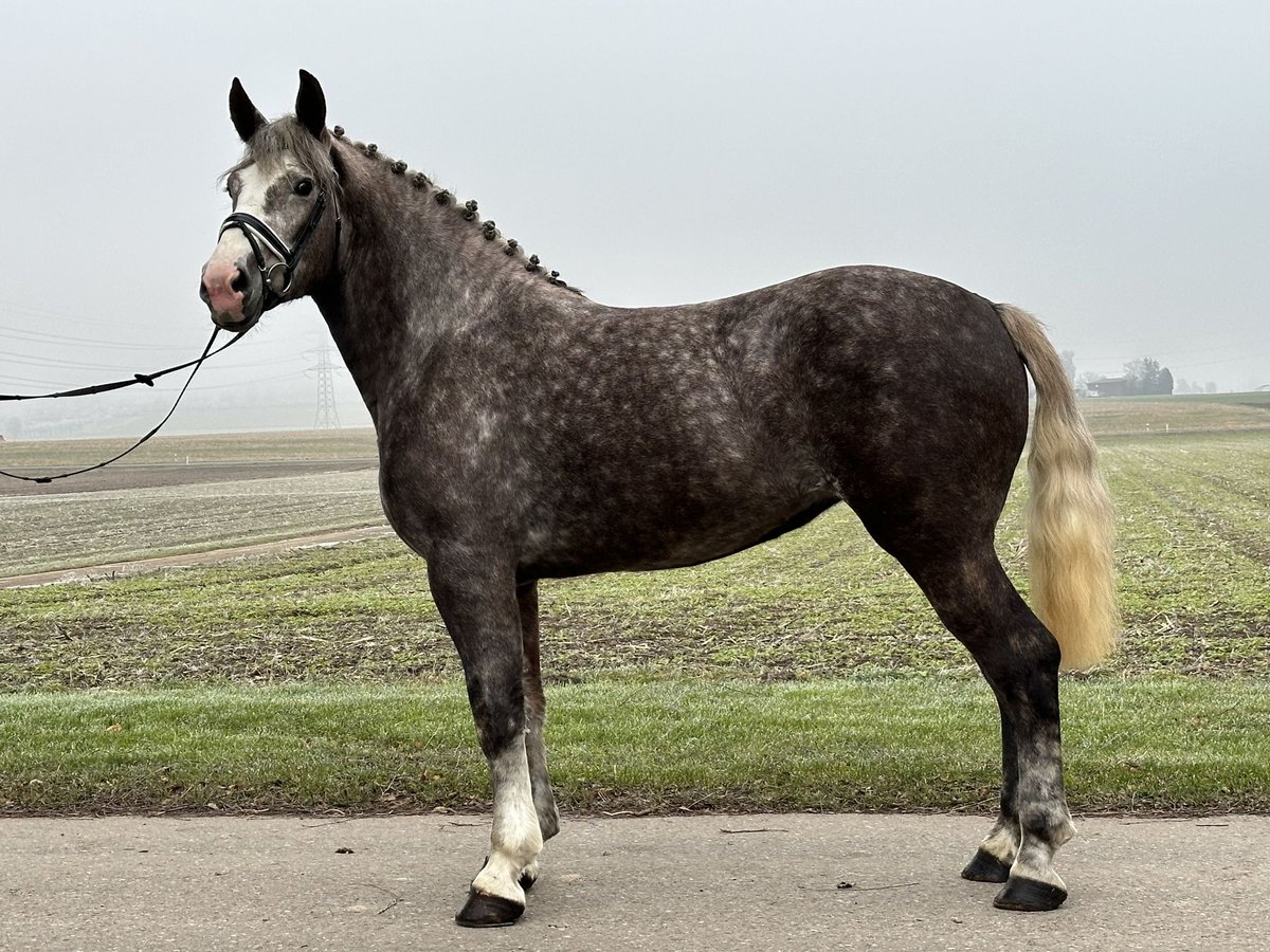 Sangue Caldo Pesante / Meso-brachimorfo Mix Giumenta 3 Anni 165 cm Grigio pezzato in Riedlingen