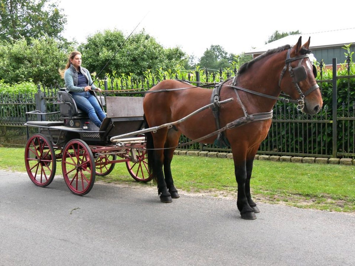 Sangue Caldo Pesante / Meso-brachimorfo Mix Giumenta 4 Anni 155 cm in Dorsten