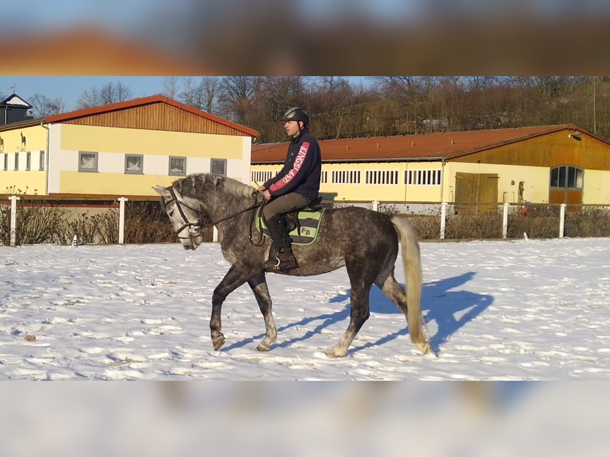 Sangue Caldo Pesante / Meso-brachimorfo Giumenta 4 Anni 164 cm Grigio in Kamenz