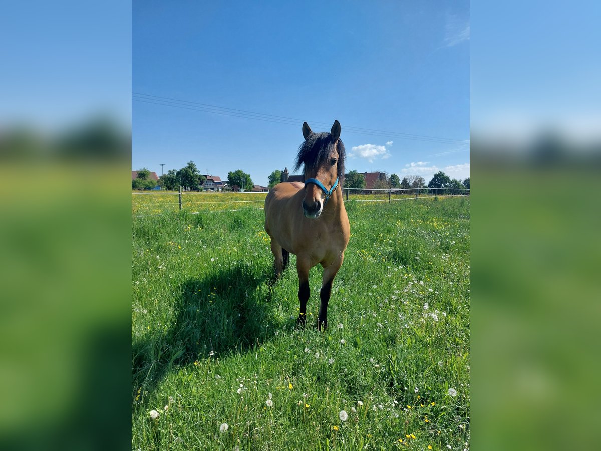 Sangue Caldo Pesante / Meso-brachimorfo Mix Giumenta 5 Anni 153 cm Falbo in Kaisersbach