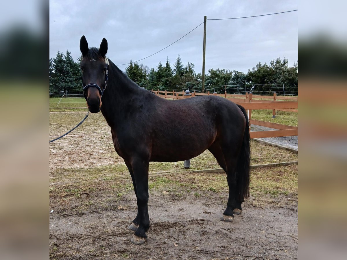 Sangue Caldo Pesante / Meso-brachimorfo Giumenta 6 Anni 168 cm Baio scuro in Zwickau