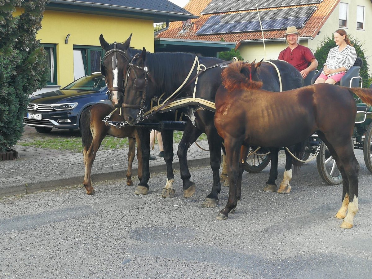 Sangue Caldo Pesante / Meso-brachimorfo Giumenta 9 Anni 168 cm in Naugarten