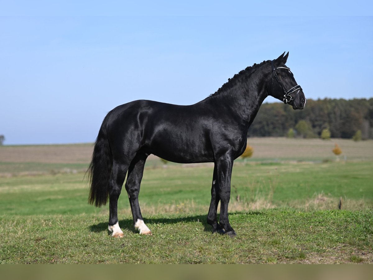 Sangue Caldo Pesante / Meso-brachimorfo Stallone 2 Anni Baio nero in Moritzburg