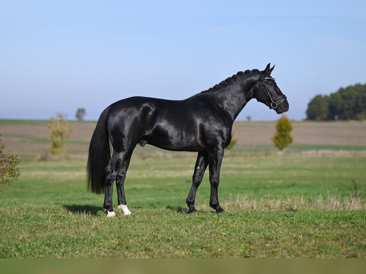 Sangue Caldo Pesante / Meso-brachimorfo Stallone 3 Anni Baio nero in Moritzburg