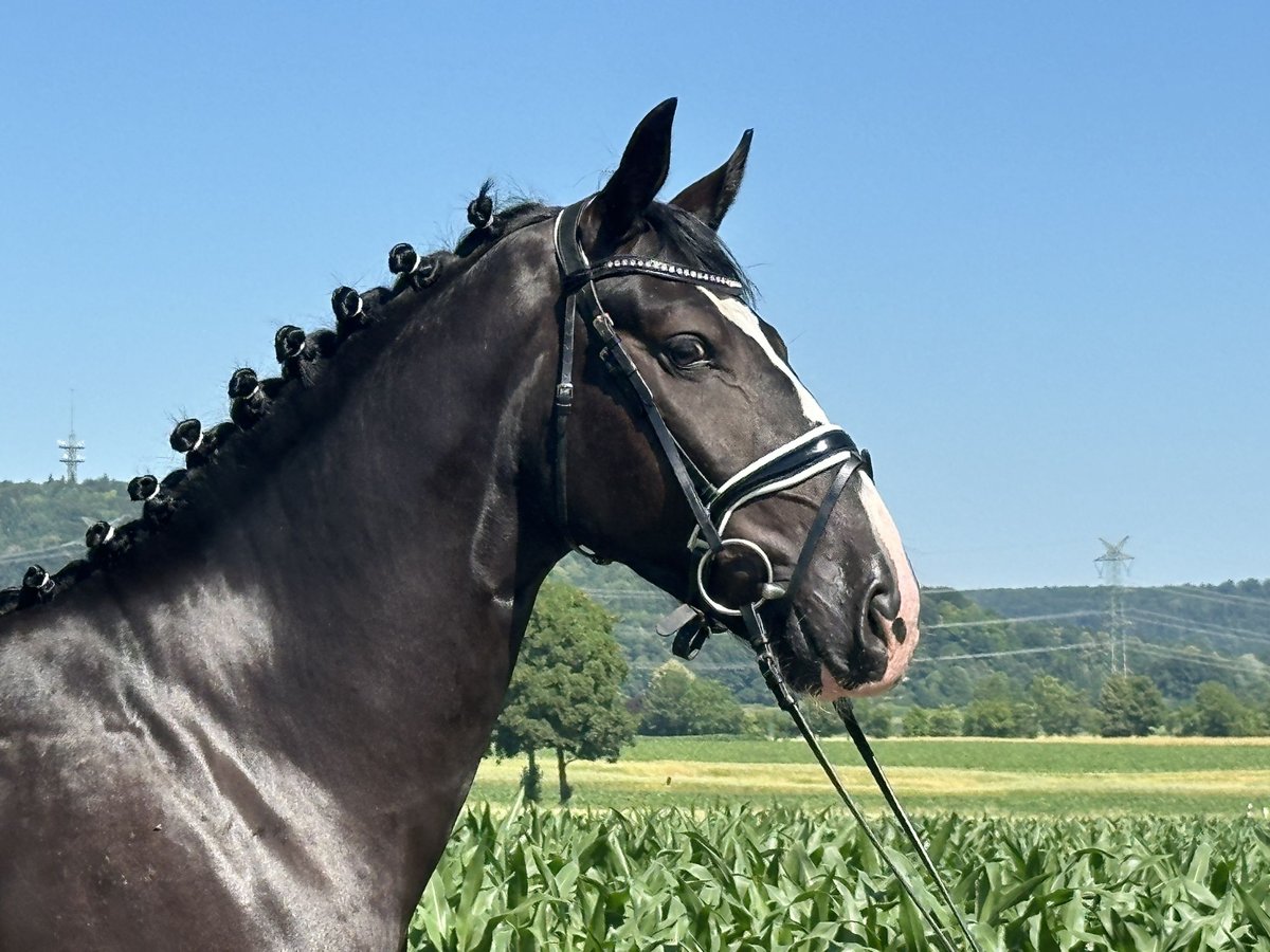 Sangue Caldo Pesante / Meso-brachimorfo Castrone 3 Anni 158 cm Morello in Riedlingen