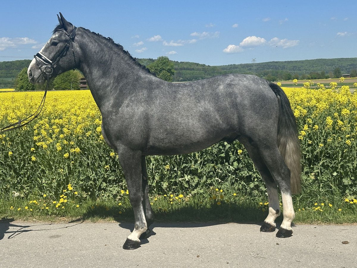 Sangue Caldo Pesante / Meso-brachimorfo Castrone 3 Anni 166 cm Grigio pezzato in Riedlingen
