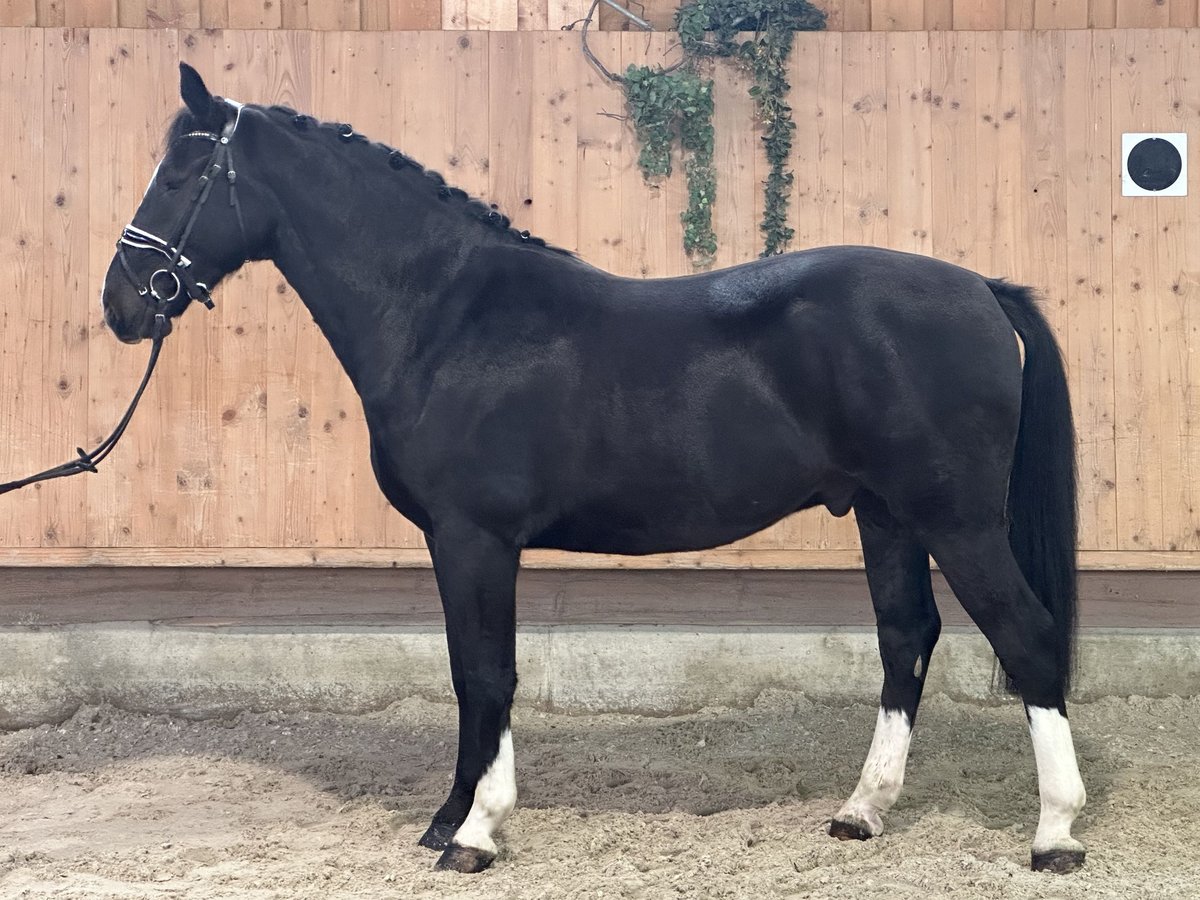 Sangue Caldo Pesante / Meso-brachimorfo Castrone 3 Anni 166 cm Morello in Riedlingen