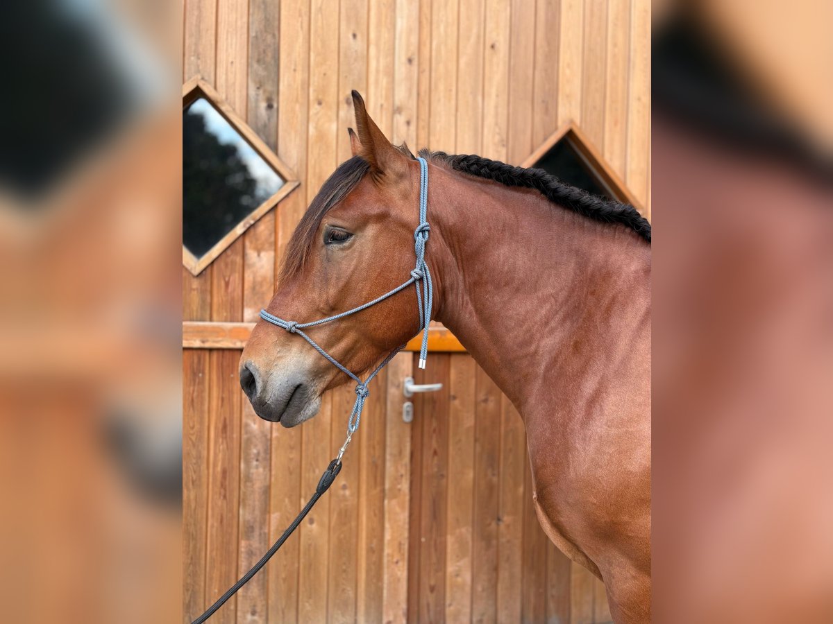 Sangue Caldo Pesante / Meso-brachimorfo Castrone 4 Anni 165 cm Baio in Eggerm&#xFC;hlen OT Bockraden