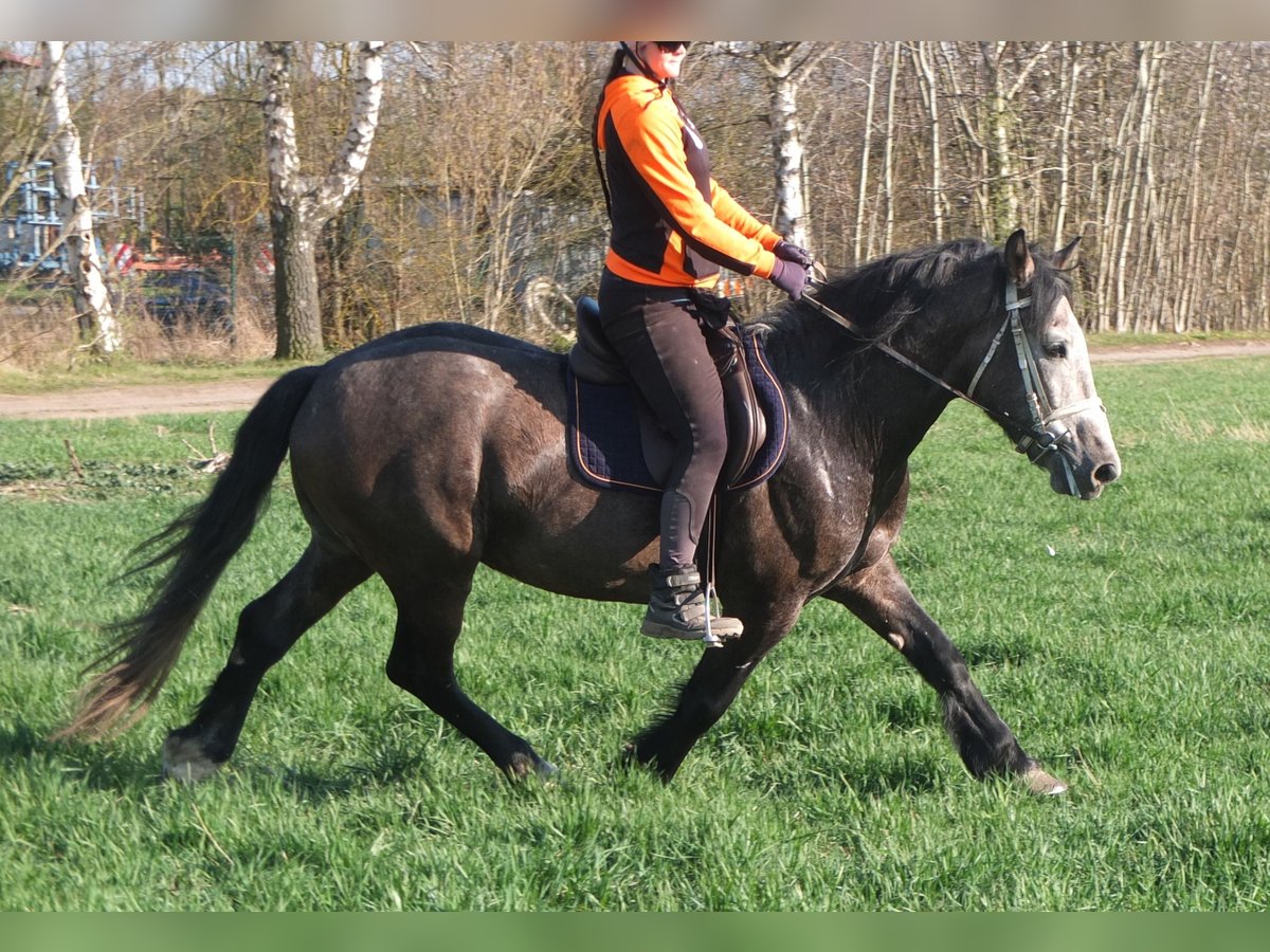 Sangue Caldo Pesante / Meso-brachimorfo Mix Castrone 5 Anni 154 cm Falbo baio in Buttstädt
