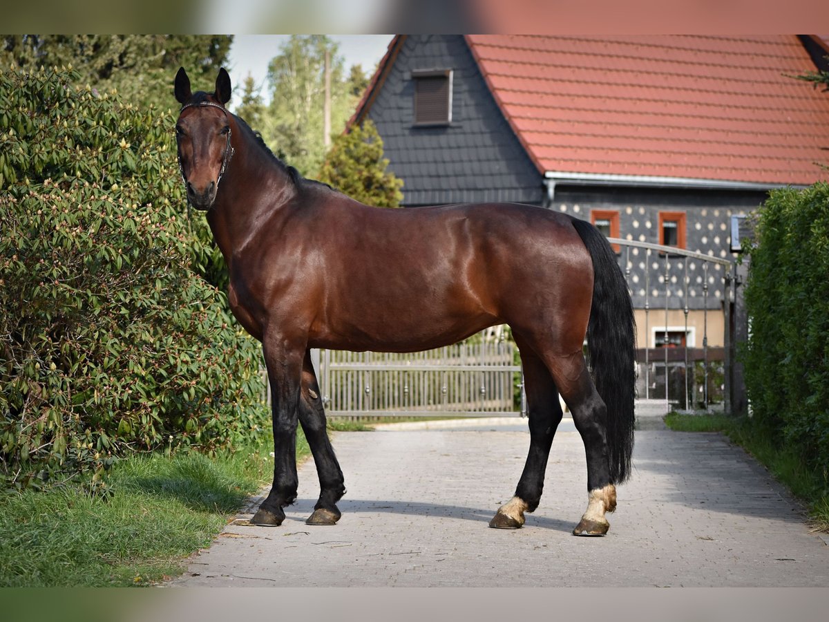 Sangue Caldo Pesante / Meso-brachimorfo Giumenta 13 Anni 165 cm Baio in Kottmar