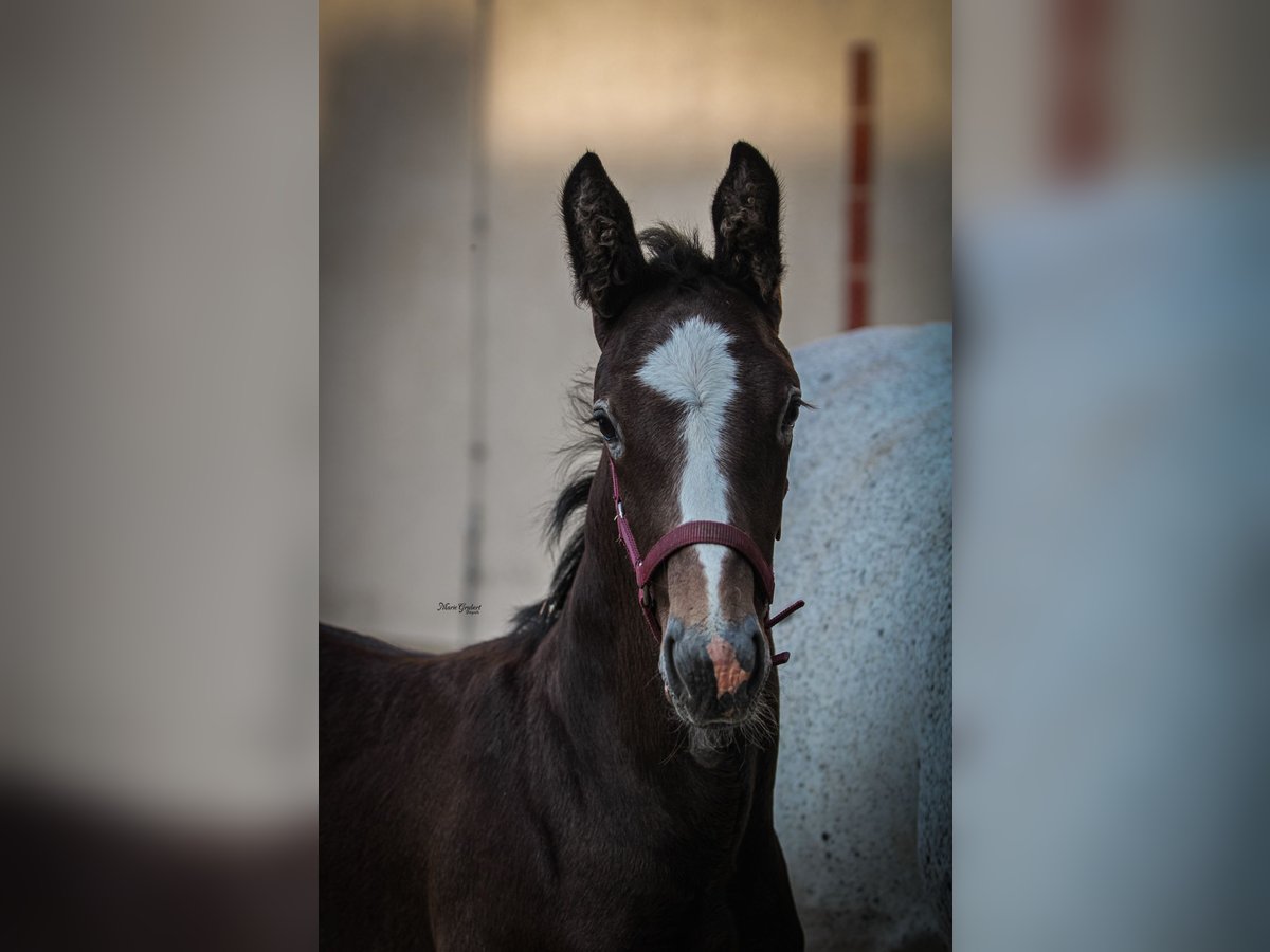 Sangue Caldo Pesante / Meso-brachimorfo Stallone Puledri (05/2025) 175 cm Grigio trotinato in Kubsch&#xFC;tz