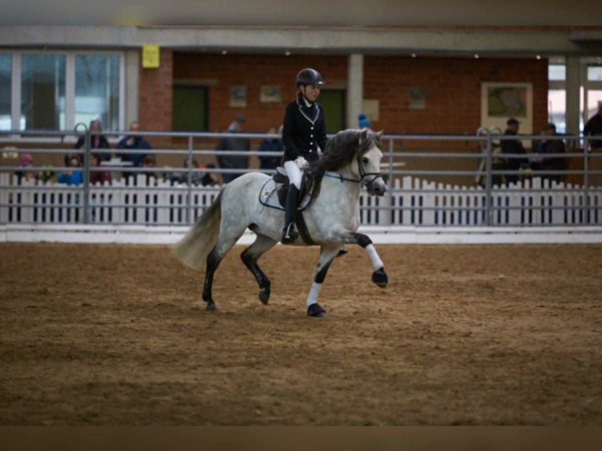 SANTIAGO Welsh-B Hengst Schimmel in Frankenberg