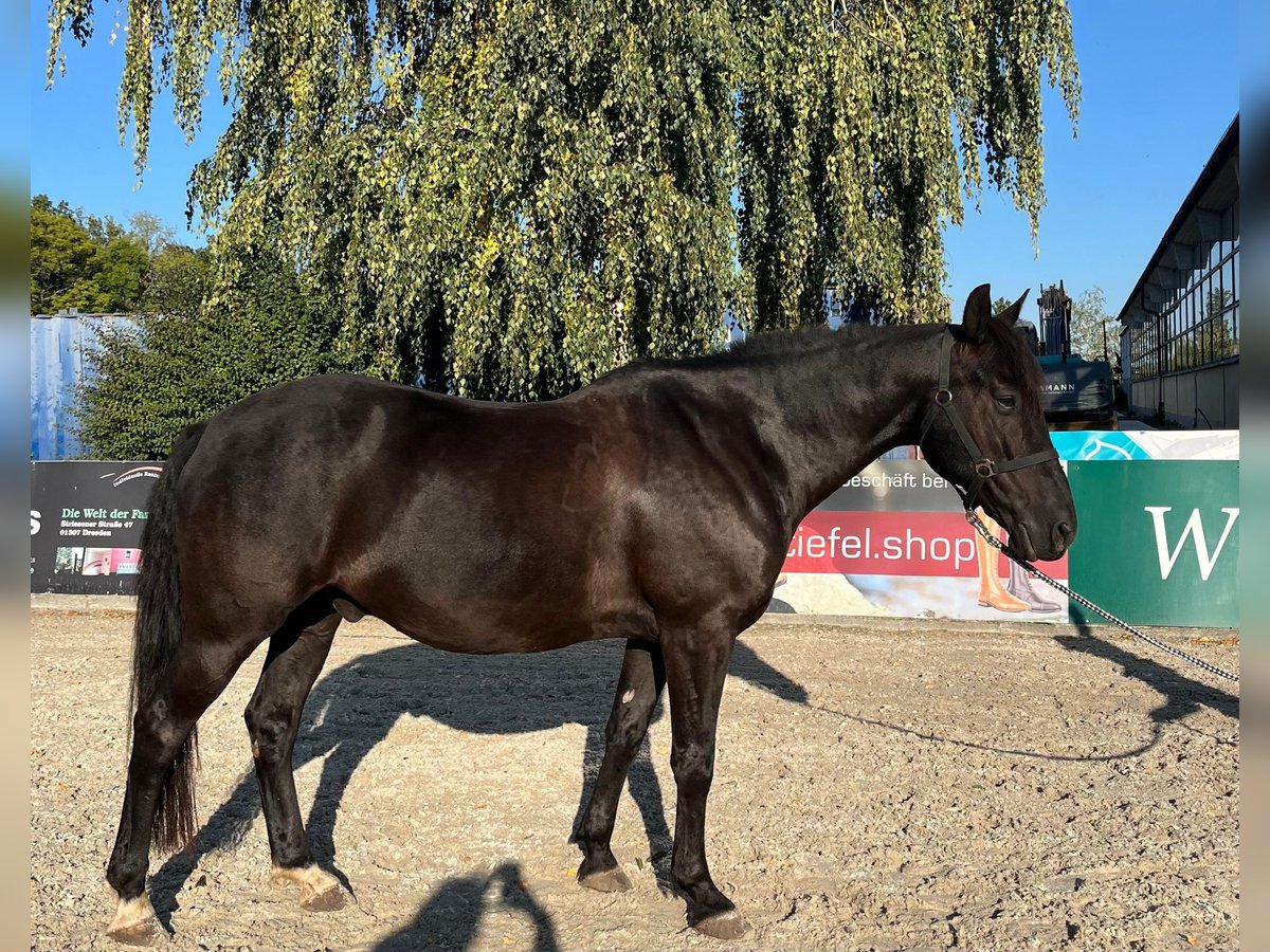 Saxon Warmblood Gelding 12 years 15,1 hh Black in Dippoldiswalde Saxon Warmblood Gelding 12 years 15,1 hh Black in Dippoldiswalde