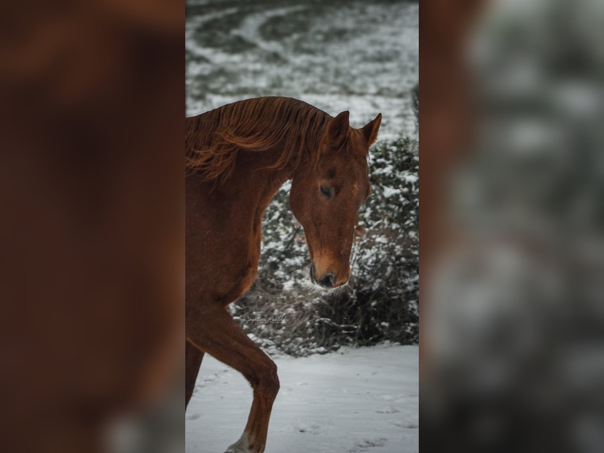 Saxon Warmblood Gelding 20 years 17,1 hh Chestnut-Red in Itzgrund