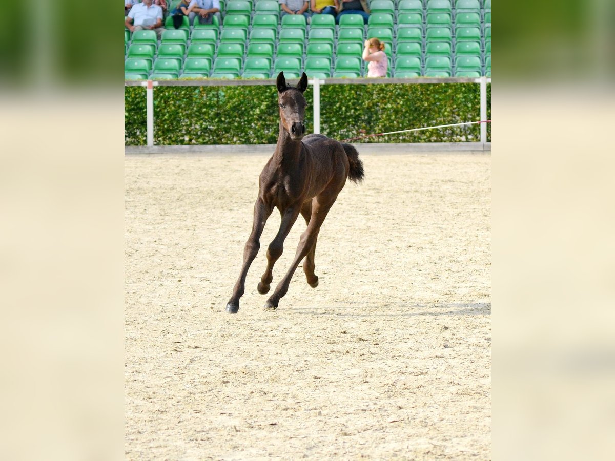 Saxon Warmblood Stallion Foal (06/2025) 15,2 hh Black in Liebstadt Saxon Warmblood Stallion Foal (06/2025) 15,2 hh Black in Liebstadt