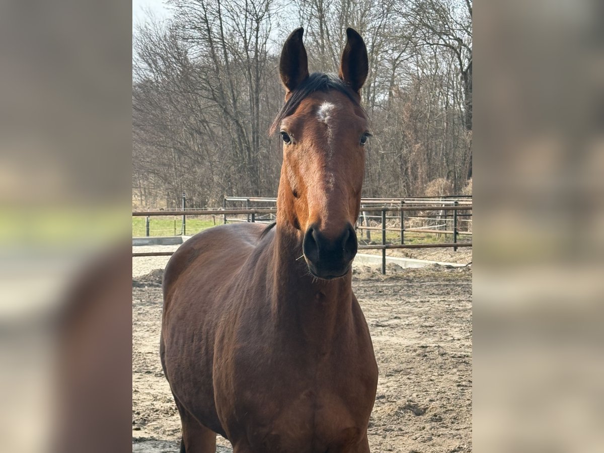 Saxony Anhaltiner Gelding 3 years 16,1 hh Bay in Kloster Lehnin