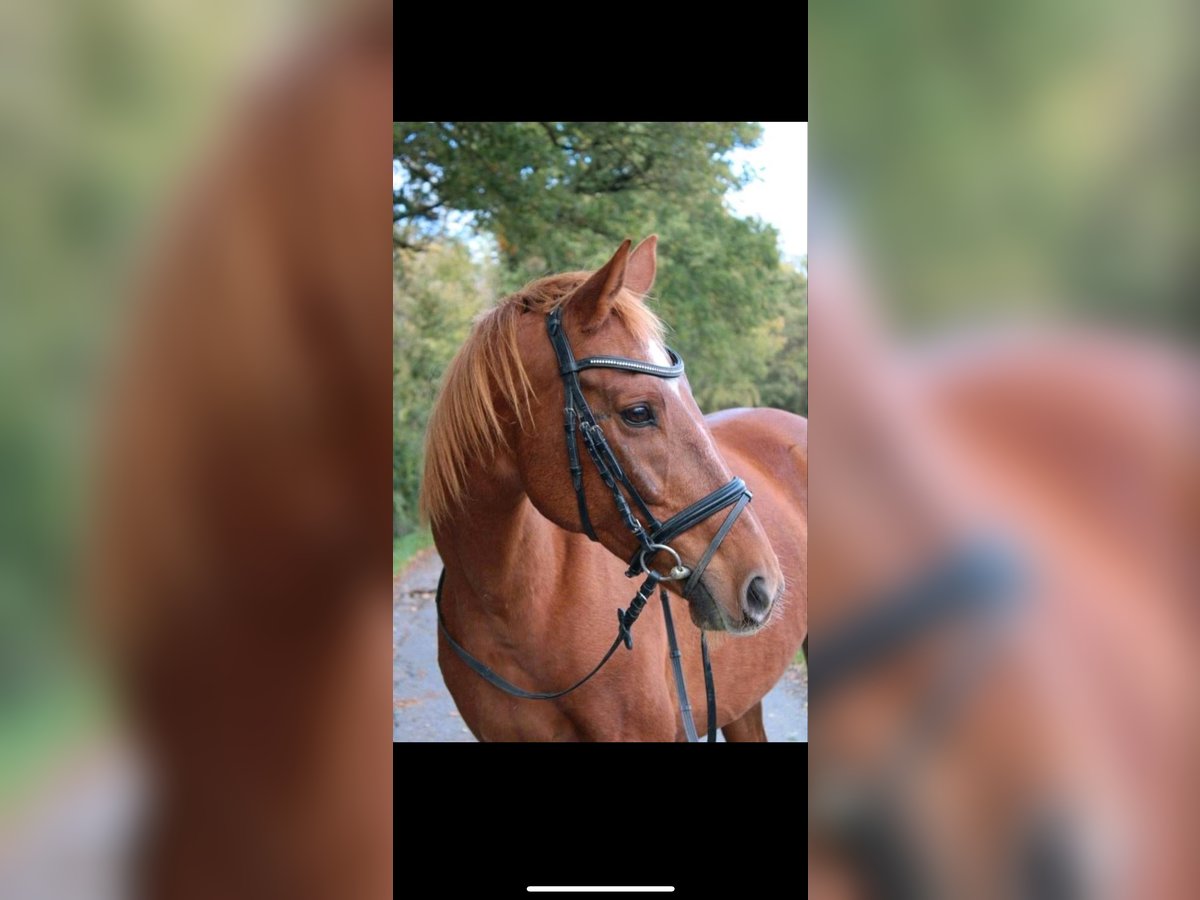 Saxony Anhaltiner Mare 11 years 16 hh Chestnut-Red in Osnabrück