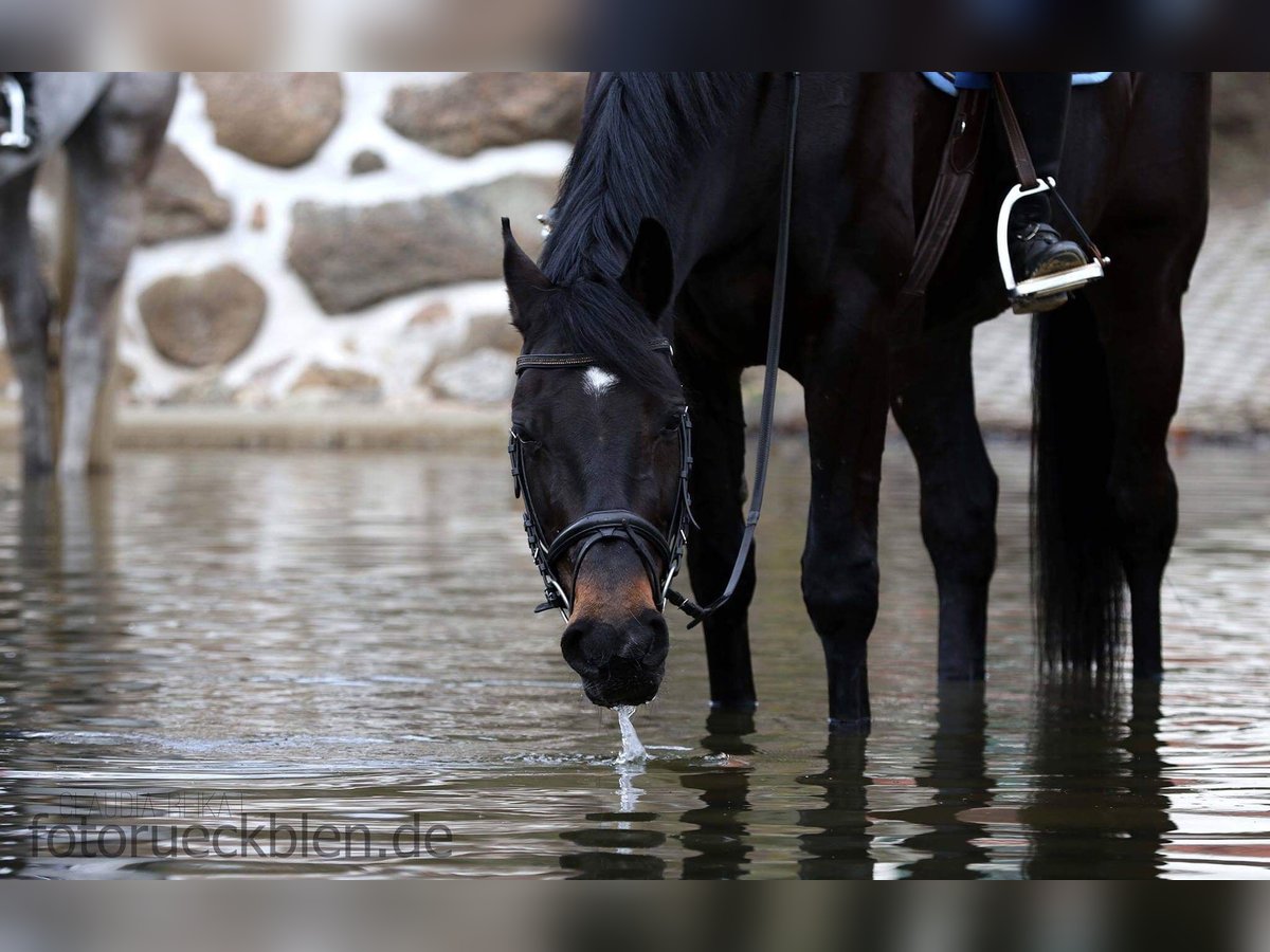 Saxony Anhaltiner Mare 19 years 15,3 hh Bay-Dark in Gifhorn Saxony Anhaltiner Mare 19 years 15,3 hh Bay-Dark in Gifhorn