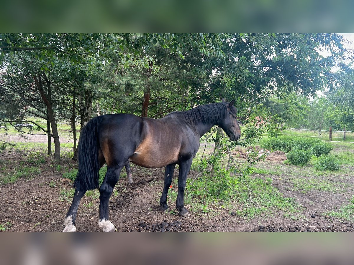 Schlesier Hengst 11 Jaar 170 cm in Dziuplina