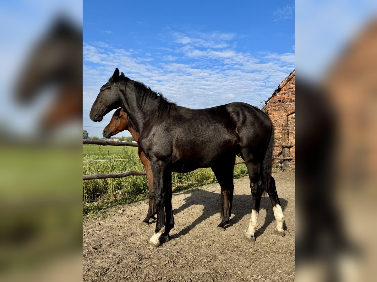 Schlesier Hengst 1 Jahr 156 cm Rappe in Ko&#x15B;cian