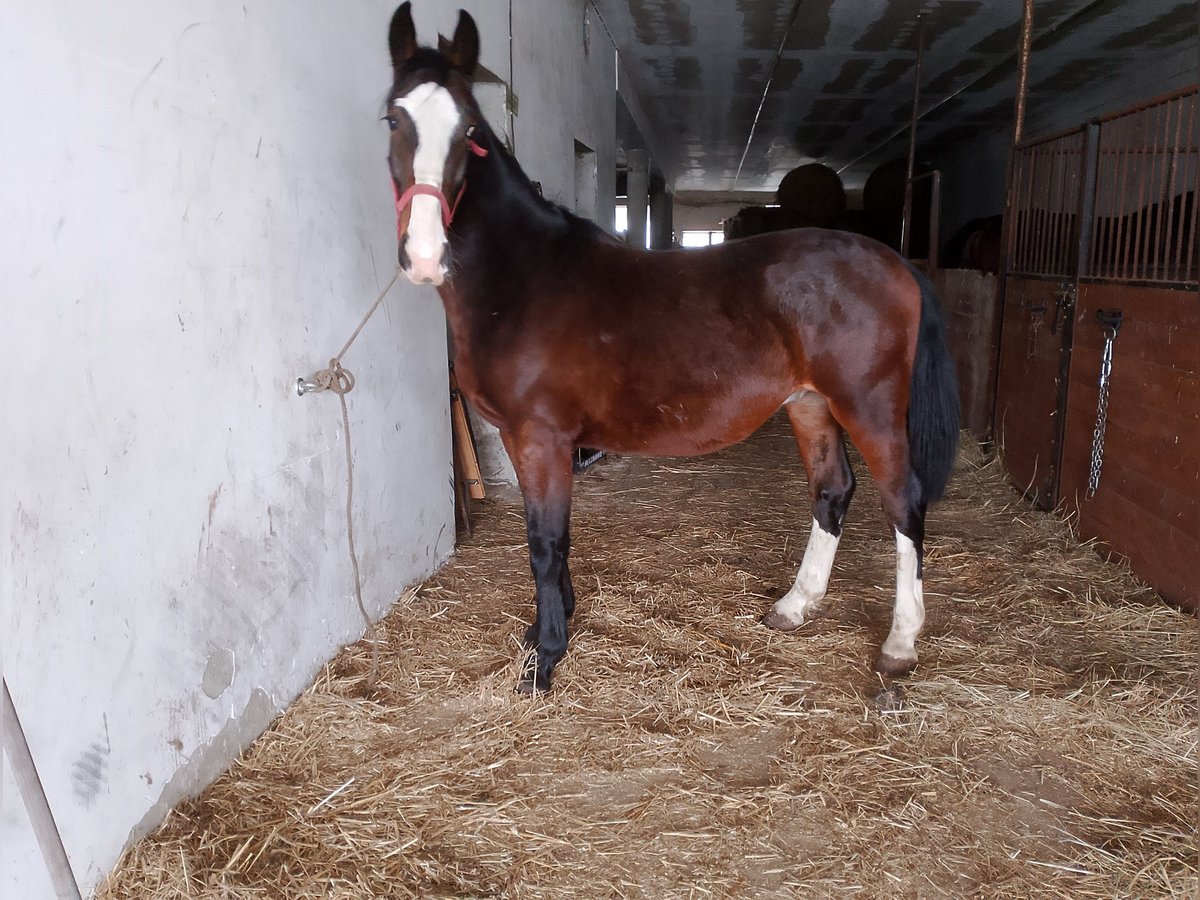 Schlesier Hengst 2 Jaar 165 cm Zwartbruin in Wierzchlas