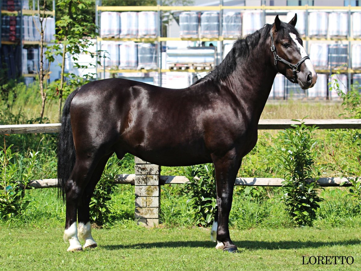 Schlesier Hengst 2 Jaar 166 cm Zwart in KAMNIK