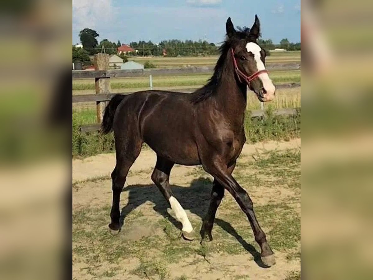 Schlesier Hengst veulen (02/2024) 140 cm Zwartbruin in Florianów