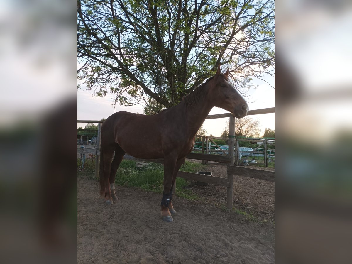 Schlesier Merrie 11 Jaar 165 cm Donkere-vos in Katowice