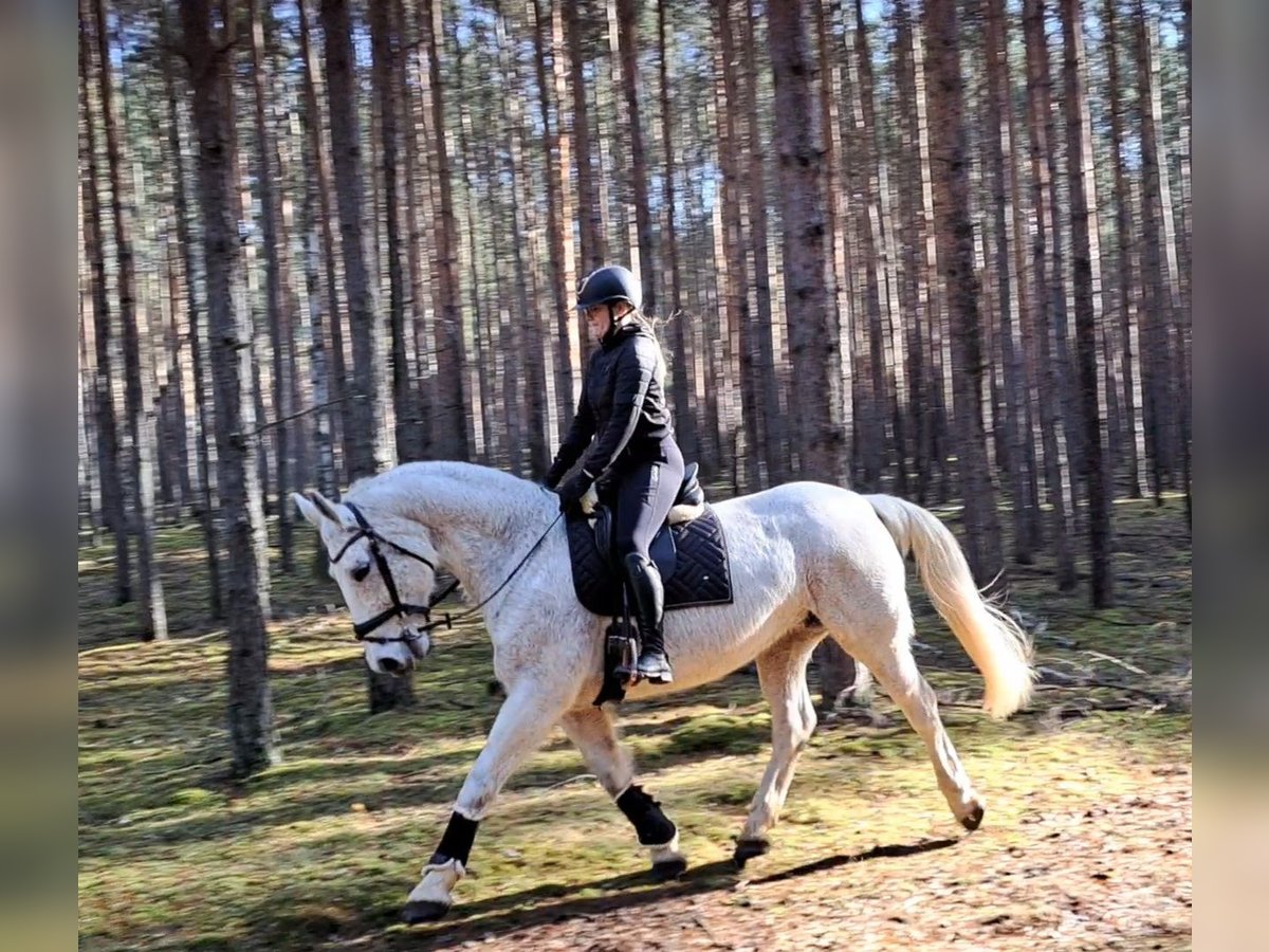 Schlesier Merrie 11 Jaar 165 cm Schimmel in FORST