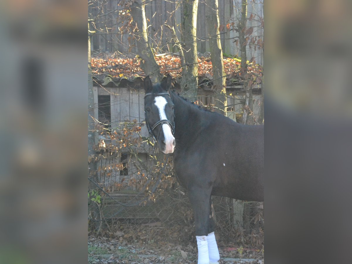 Schlesier Merrie 14 Jaar 158 cm Zwart in Würzburg