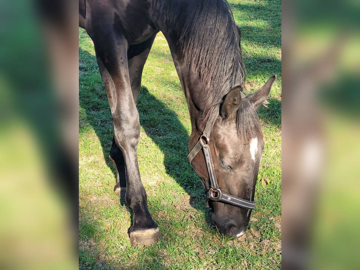 Schlesier Merrie 1 Jaar 160 cm Zwart in Passau