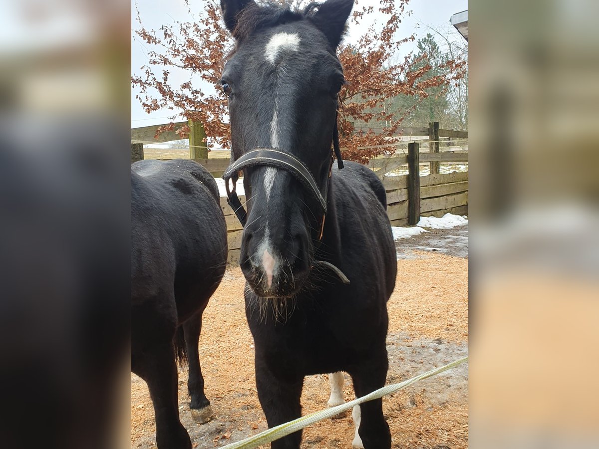 Schlesier Merrie 2 Jaar 162 cm in Tiefenbach