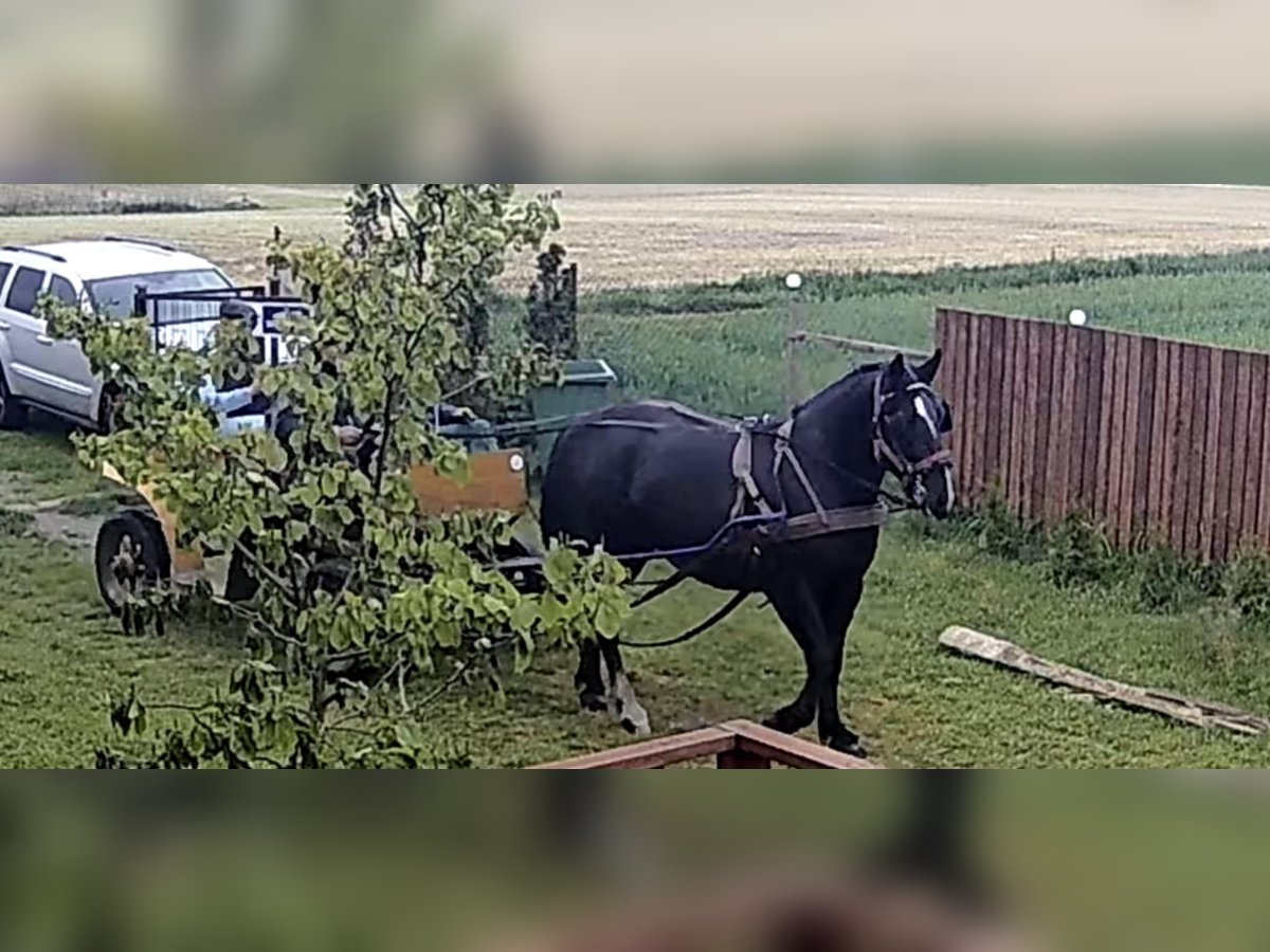 Schlesier Merrie 3 Jaar 163 cm Zwart in MIE&#x15A;CISKO