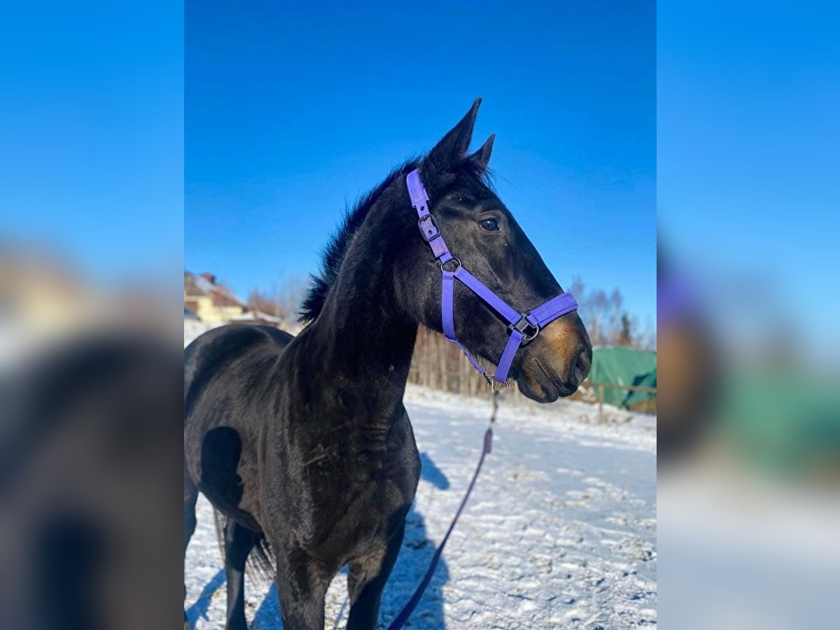 Schlesier Merrie 3 Jaar 165 cm Zwart in Jelenia Góra