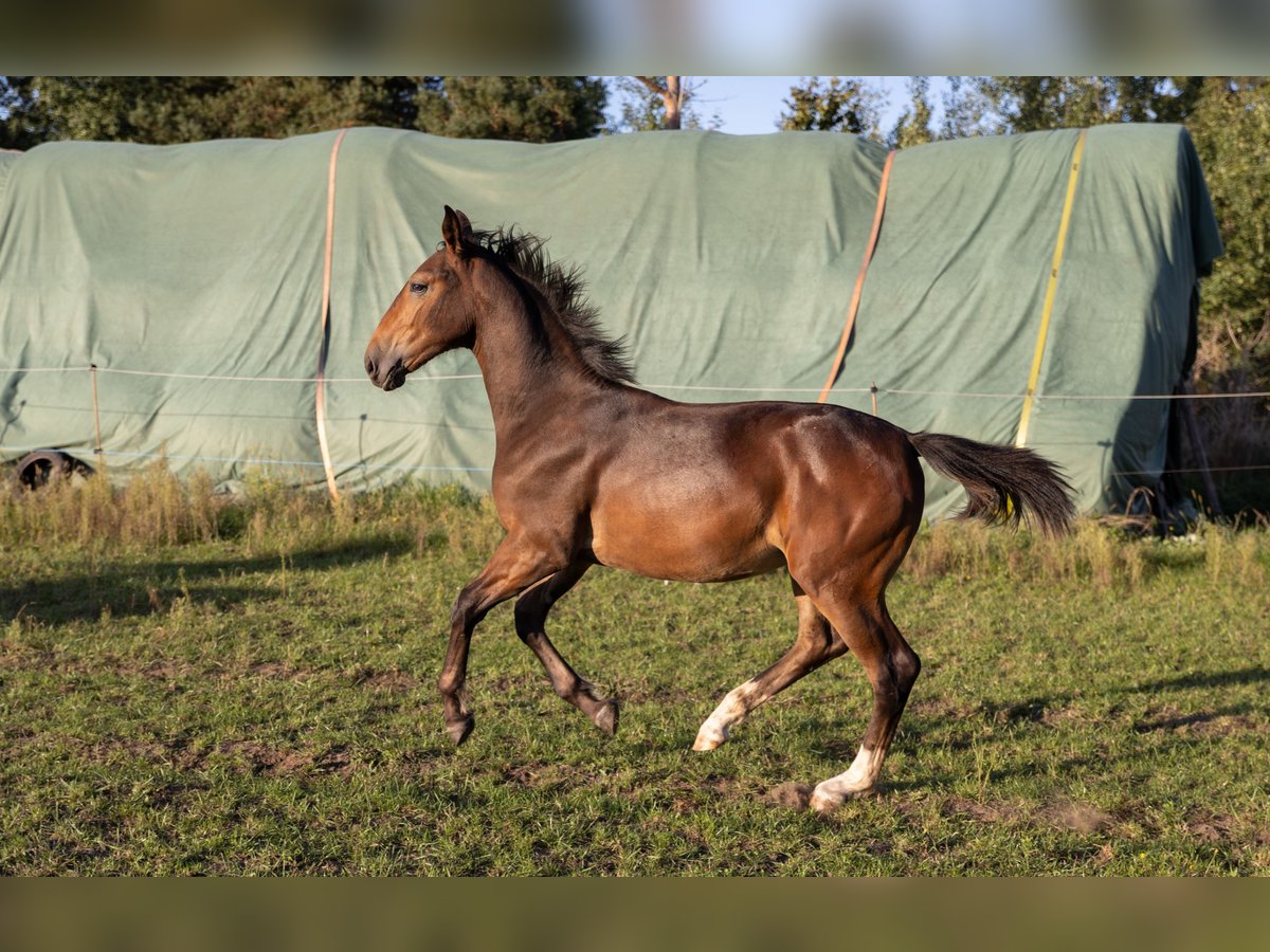 Schlesier Merrie Veulen (03/2025) Bruin in Deszczno
