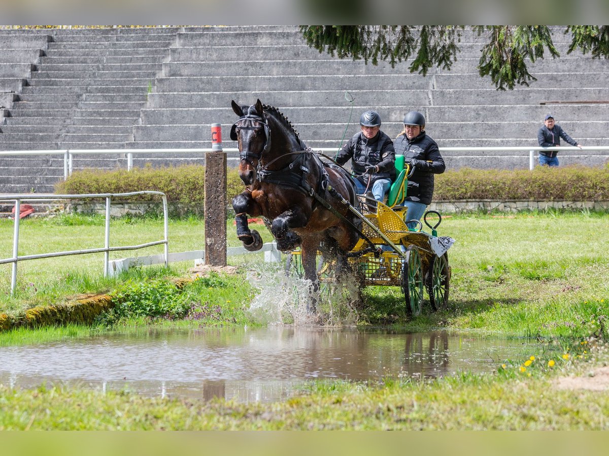 Schlesier Ruin 10 Jaar 170 cm Bruin in Thie&#xDF;en