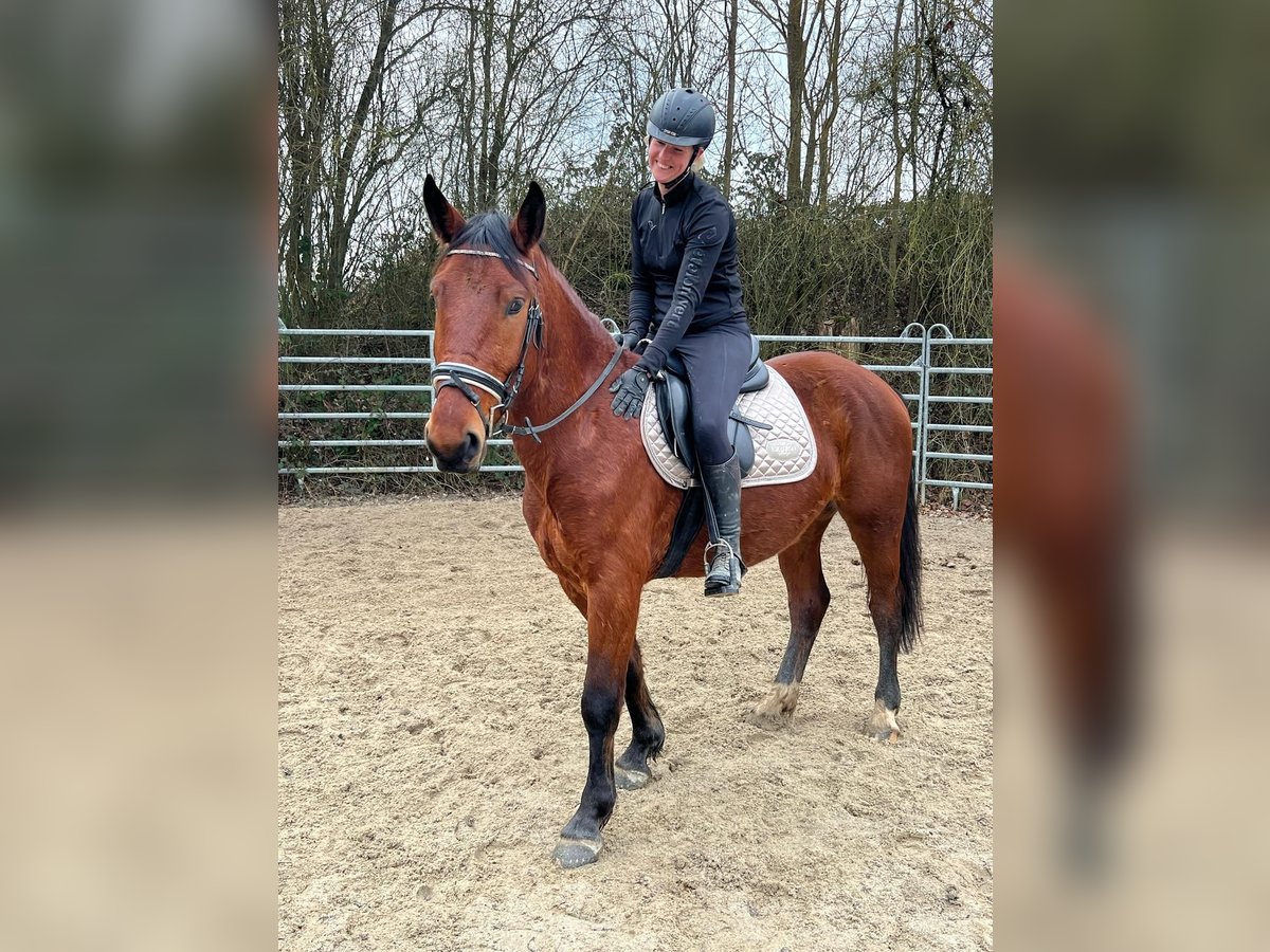 Schlesier Ruin 4 Jaar 152 cm Bruin in Bad Camberg