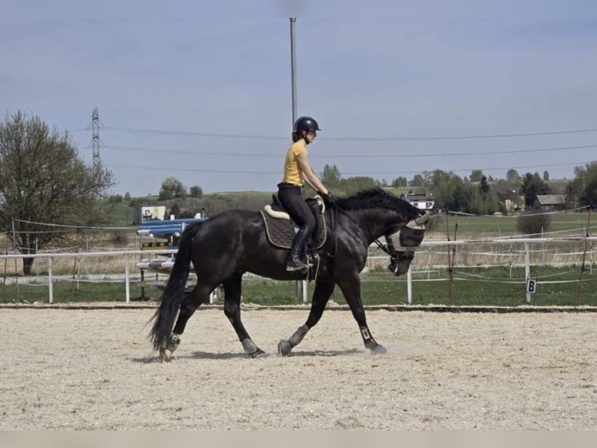 Schlesier Mix Ruin 5 Jaar 165 cm in Goląsza Dolna