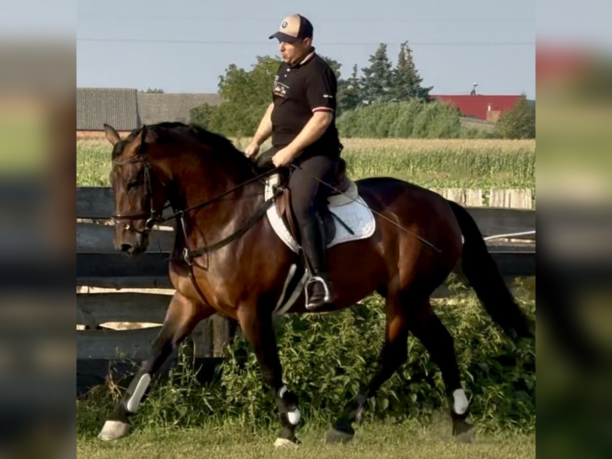 Schlesier Stute 10 Jahre 163 cm Brauner in L&#xF6;hnberg