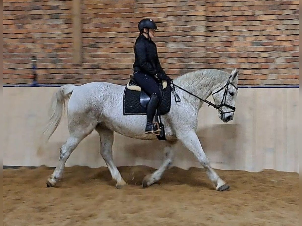 Schlesier Stute 11 Jahre 165 cm Schimmel in Forst