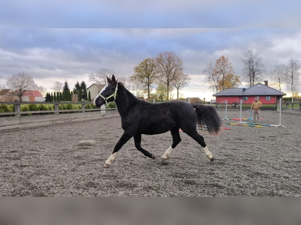 Schlesier Stute 1 Jahr 156 cm Rappe in Chojnów