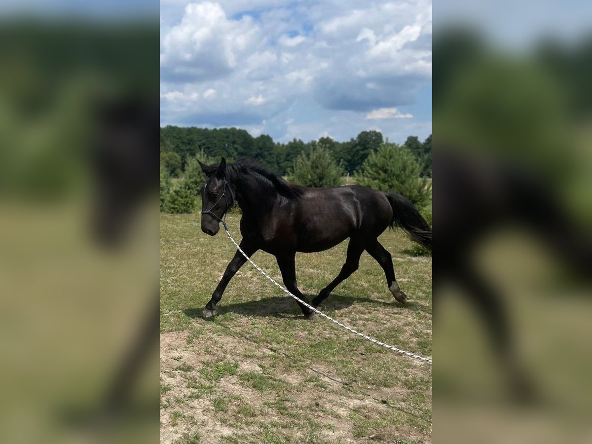 Schlesier Stute 1 Jahr 160 cm Rappe in Wodzierady