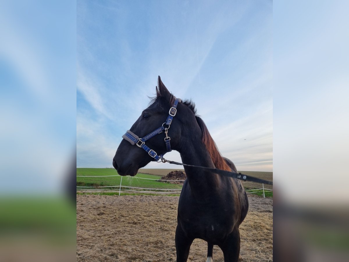 Schlesier Stute 2 Jahre 150 cm Rappe in Dalabuszki