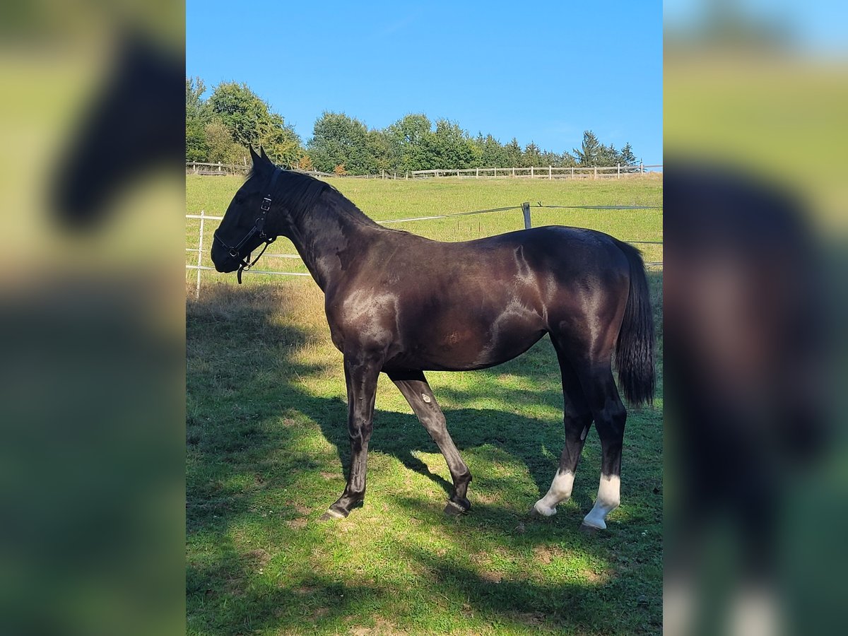 Schlesier Stute 2 Jahre 162 cm in Tiefenbach