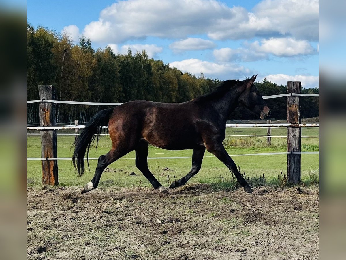 Schlesier Stute 2 Jahre 162 cm Rotbrauner in Zdzierczyzna