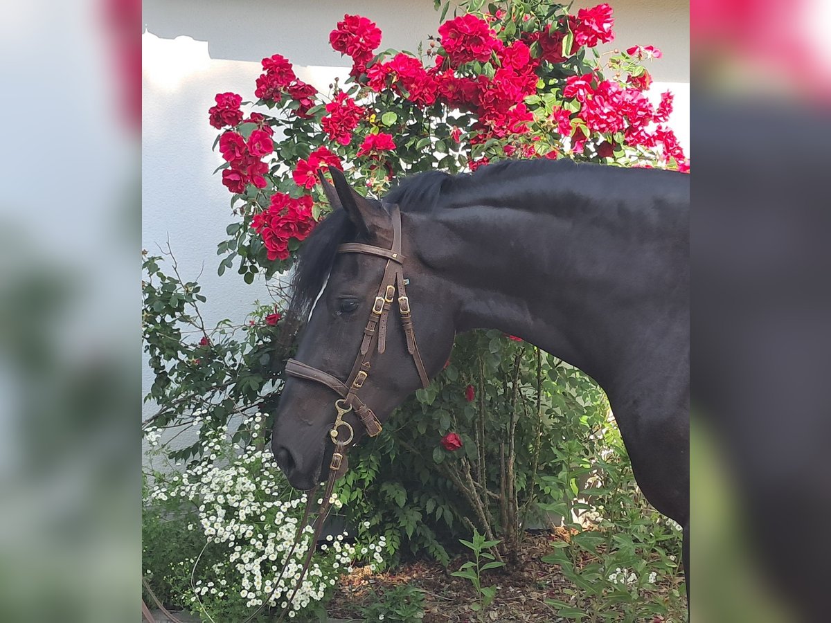 Schlesier Stute 3 Jahre 157 cm Rappe in Bayerbach