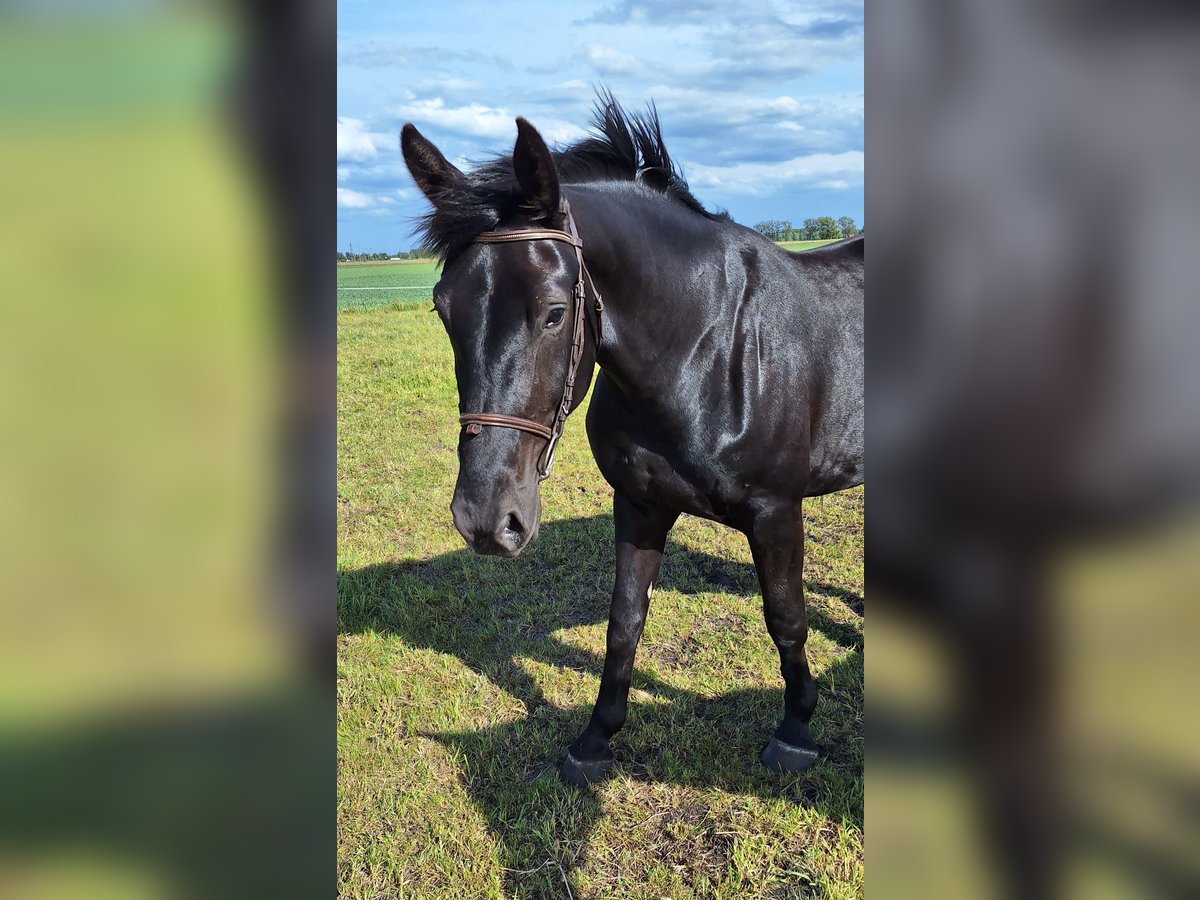 Schlesier Stute 3 Jahre 163 cm Rappe in PŁAWIN